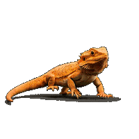 Bearded Dragon Sticker