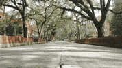 trees bicycle GIF by University of Florida