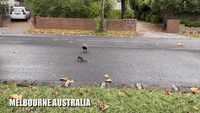 Baby Possum Chases Magpie Then Man