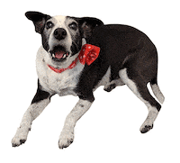 Dog Sticker