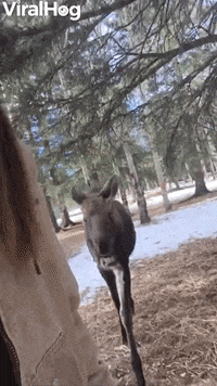 Raised Rescued Moose Still Follows Around Human Mom GIF by ViralHog