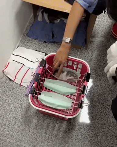 cuteanimalland giphyupload GIF