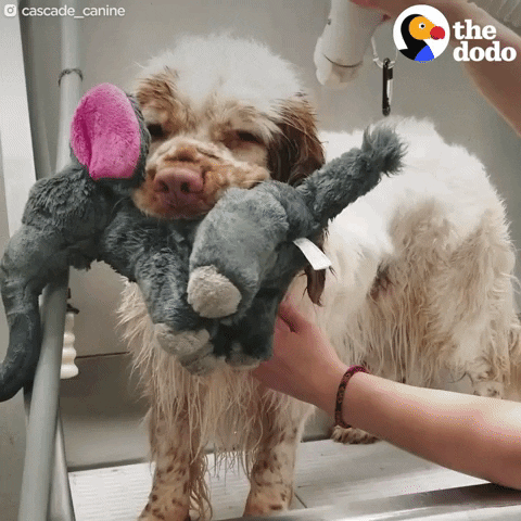 dog stuffed animal GIF by The Dodo