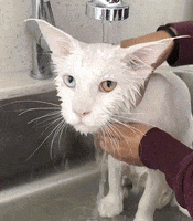 Kunzargo cat bath whynot whyme GIF