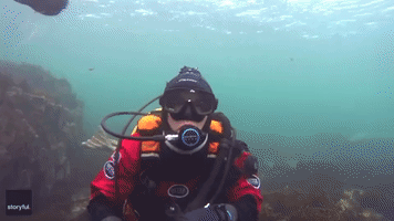 Seal Attempts to Remove English Diver's Hood