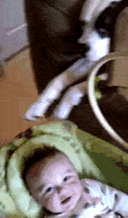 Dog Baby GIF