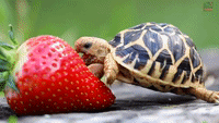 Tiny Tortoise Snacks On A Big Strawberry