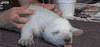 Polar Bear Massage GIF