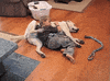 rubs GIF