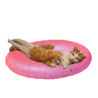 swimming pool cat Sticker by Percolate Galactic