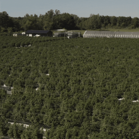Plant Grow GIF by Exclusive Brands