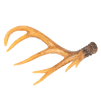 Antlers Sticker by Beekwilder