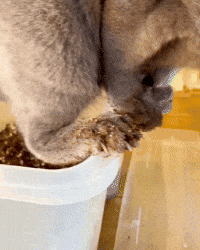 Cat Poo GIF