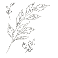 Plants Hippie Sticker