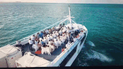 GIF by Dolphin Discovery