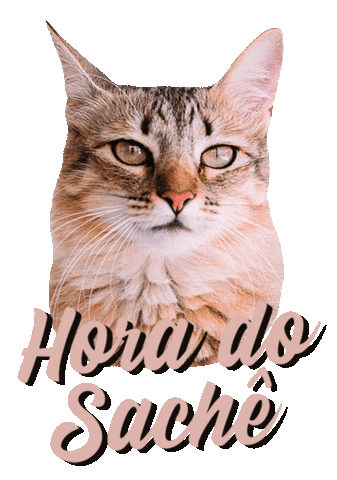 romeuemalelo giphyupload cat cats gato Sticker