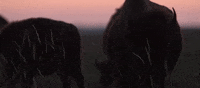 nebraska GIF