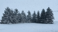 Snow Blankets Trees as Winter Storm Sweeps Through Ohio
