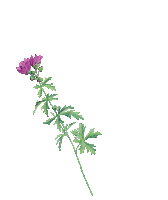 Flower Oerrr Sticker by Natuurmonumenten