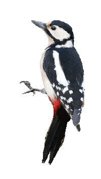 Flowers Biodiversity Sticker by Natuurmonumenten