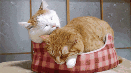 tired cat GIF