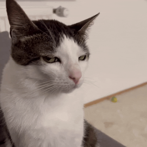 monkeycatluna crunchycatluna crunchycat luna judgy cats cat GIF