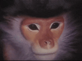 pet monkey periodicals GIF by Jason Clarke