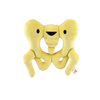 Physical Therapy Ortho Sticker by I Heart Guts