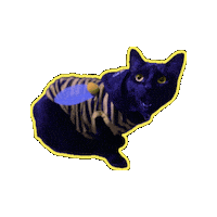 Black Cat Wow Sticker by Rod Kim