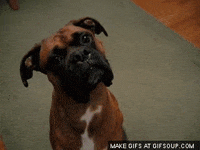 boxer GIF
