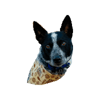 Blue Heeler Strider Sticker by Geekster Pets