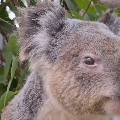 Rare Koala With Different Coloured Eye Rescued in New South Wales