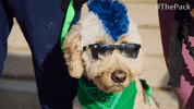 The Pack Dog GIF by Amazon Prime Video