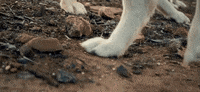 music video bahari GIF by Interscope Records