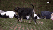 Descansar Lets Play GIF by Movistar+