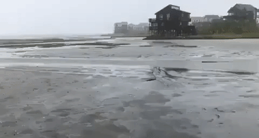 Standing Wave Leaves Fish Stranded in Shallow Water as Dorian Hits