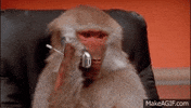 Phone Office Monkey GIF