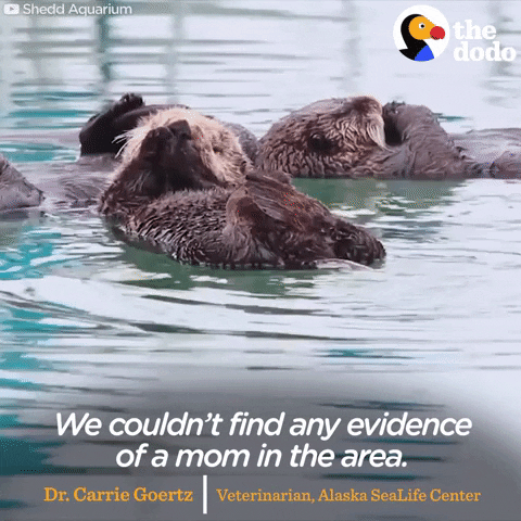 sea otters GIF by The Dodo