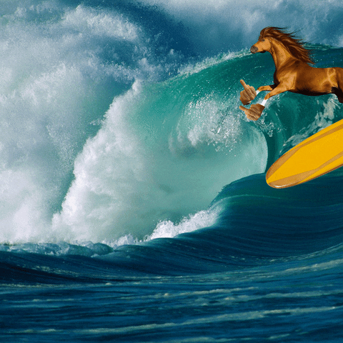 horse surfboard GIF by Anne Horel