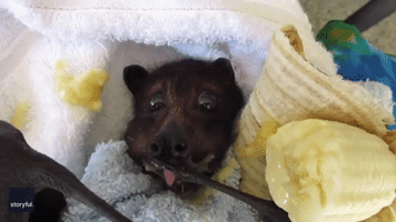Mum-to-Be Bat Recovers After Being Found Injured in Backyard