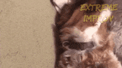 Cavalier King Charles Spaniel Dog GIF by Extreme Improv
