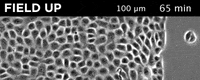 uc berkeley research GIF by University of California