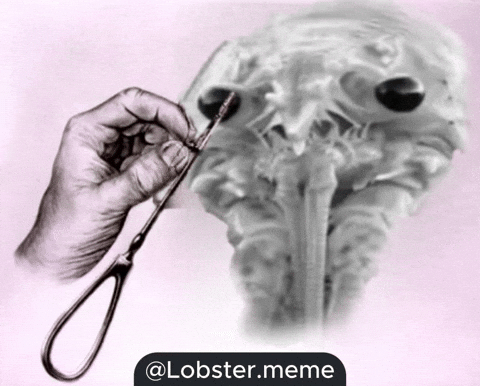 Lobster Lobotomy GIF