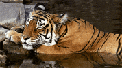 nap time GIF