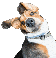 Basset Hound Sniff Sticker