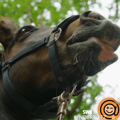 Hungry Horse GIF by SWR Kindernetz