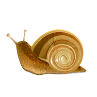 Hollyskin snail naturalcosmetics улитка hollyskin Sticker