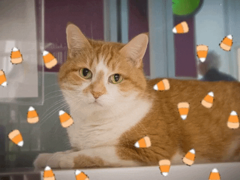 Candy Corn Cat GIF by Nebraska Humane Society