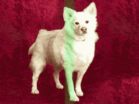 dog magic GIF by Nebraska Humane Society