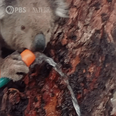 Pbs Nature Koala GIF by Nature on PBS